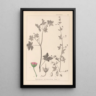 Louis Antoine Cusin - Herbier de la flore franaise Pl0075.webp