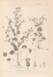 Herbier de la flore française Pl0076 - Louis Antoine Cusin — visning af kunstværket