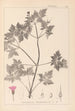 Herbier de la flore française Pl0078 - Louis Antoine Cusin — visning af kunstværket