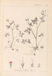 Herbier de la flore française Pl0079 - Louis Antoine Cusin — visning af kunstværket