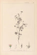 Herbier de la flore française Pl0080 - Louis Antoine Cusin — visning af kunstværket