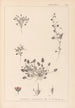 Herbier de la flore française Pl0081 - Louis Antoine Cusin — visning af kunstværket