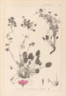 Herbier de la flore française Pl0082 - Louis Antoine Cusin — visning af kunstværket