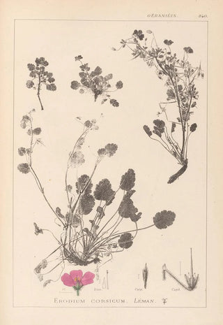 Louis Antoine Cusin - Herbier de la flore franaise Pl0082.webp