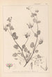 Herbier af den franske flora Pl0083 - Louis Antoine Cusin — visning af kunstværket