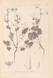 Herbier de la flore française Pl0084 - Louis Antoine Cusin — visning af kunstværket