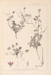 Herbier de la flore française Pl0085 - Louis Antoine Cusin — visning af kunstværket