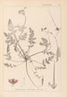 Herbier af den franske flora Pl0087 - Louis Antoine Cusin — visning af kunstværket