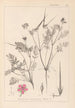 Herbier de la flore française Pl0088 - Louis Antoine Cusin — visning af kunstværket