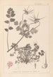 Herbier af den franske flora Maleri Pl0089 - Louis Antoine Cusin — visning af kunstværket