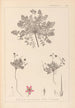 Herbier de la flore française Pl0090 - Louis Antoine Cusin — visning af kunstværket