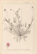 Herbier de la flore française Pl0091 - Louis Antoine Cusin — visning af kunstværket