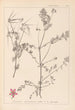 Herbier af den franske flora Pl0092 - Louis Antoine Cusin — visning af kunstværket