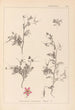 Herbier de la flore française Pl0093 - Louis Antoine Cusin — visning af kunstværket