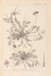 Herbier de la flore française Pl0094 - Louis Antoine Cusin — visning af kunstværket