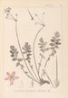 Herbier de la flore française Pl0095 - Louis Antoine Cusin — visning af kunstværket