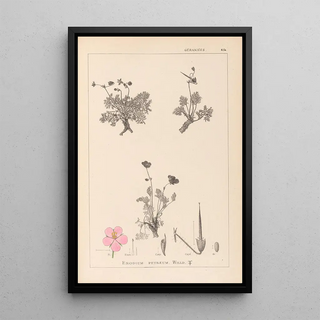 Louis Antoine Cusin - Herbier de la flore franaise Pl0096.webp