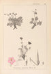Herbier af den franske flora Pl0096 - Louis Antoine Cusin — visning af kunstværket
