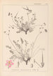 Herbier de la flore française Pl0097 - Louis Antoine Cusin — visning af kunstværket