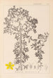 Herbier de la flore française Pl0098 - Louis Antoine Cusin — visning af kunstværket