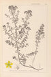 Herbier de la flore française Pl0099 - Louis Antoine Cusin — visning af kunstværket