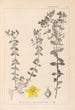 Herbier de la flore française Pl0100 - Louis Antoine Cusin — visning af kunstværket