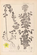 Herbier de la flore française Pl0101 - Louis Antoine Cusin — visning af kunstværket