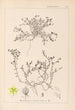 Herbier de la flore française Pl0102 - Louis Antoine Cusin — visning af kunstværket