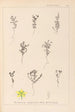 Herbier de la flore française Pl0103 - Louis Antoine Cusin — visning af kunstværket