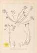 Herbier de la flore française Pl0104 - Louis Antoine Cusin — visning af kunstværket