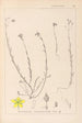 Herbier de la flore française Pl0105 - Louis Antoine Cusin — visning af kunstværket