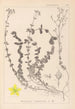 Herbier de la flore française Pl0106 - Louis Antoine Cusin — visning af kunstværket