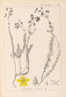 Herbier de la flore française Pl0107 - Louis Antoine Cusin — visning af kunstværket