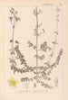 Herbier de la flore française Pl0109 - Louis Antoine Cusin — visning af kunstværket