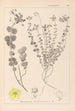 Herbier de la flore française Pl0110 - Louis Antoine Cusin — visning af kunstværket