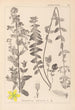Herbier de la flore française Pl0111 - Louis Antoine Cusin — visning af kunstværket