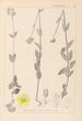 Herbier de la flore française Pl0112 - Louis Antoine Cusin — visning af kunstværket