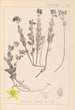 Herbier de la flore française Pl0113 - Louis Antoine Cusin — visning af kunstværket
