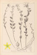 Herbier af den franske flora Pl0114 - Louis Antoine Cusin — visning af kunstværket
