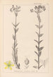 Herbier de la flore française Pl0115 - Louis Antoine Cusin — visning af kunstværket