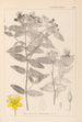 Herbier de la flore française Pl0116 - Louis Antoine Cusin — visning af kunstværket