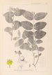 Herbier de la flore française Pl0117 - Louis Antoine Cusin — visning af kunstværket