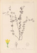 Herbier de la flore française Pl0118 - Louis Antoine Cusin — visning af kunstværket