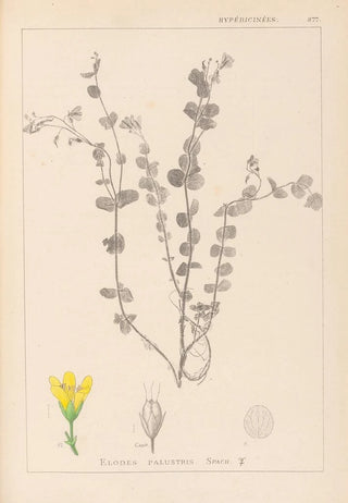 Louis Antoine Cusin - Herbier de la flore franaise Pl0118.webp