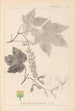 Herbier de la flore française Pl0119 - Louis Antoine Cusin — visning af kunstværket