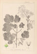 Herbier de la flore française Pl0120 - Louis Antoine Cusin — visning af kunstværket