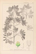 Herbier de la flore française Pl0121 - Louis Antoine Cusin — visning af kunstværket