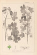 Herbier de la flore française Pl0122 - Louis Antoine Cusin — visning af kunstværket