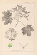 Herbier de la flore française Pl0123 - Louis Antoine Cusin — visning af kunstværket
