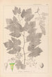 Herbier de la flore française Pl0124 - Louis Antoine Cusin — visning af kunstværket